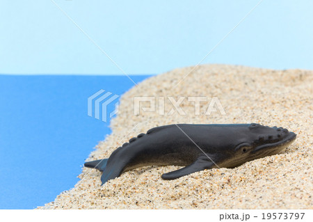 浜に打ち上げたザトウクジラ: Beached Humpback Whale 19573797