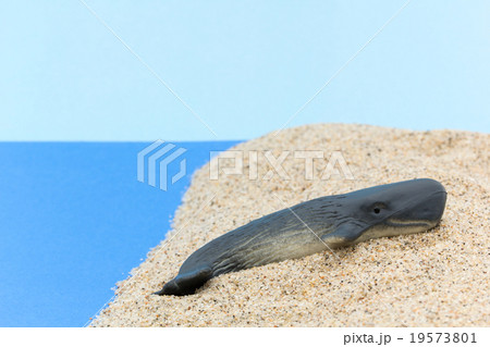 浜に打ち上げたマッコウクジラ: Beached Sperm Whale 19573801