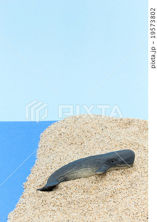 浜に打ち上げたマッコウクジラ: Beached Sperm Whale 浜に打ち上げたマッコウクジラ: Beached Sperm Whale 19573802