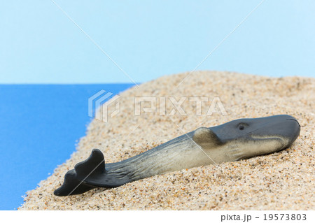 座礁したマッコウクジラ: Beached Sperm Whale 座礁したマッコウクジラ: Beached Sperm Whale 19573803
