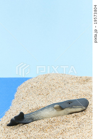 座礁鯨: Beached Sperm Whale 座礁鯨: Beached Sperm Whale 19573804