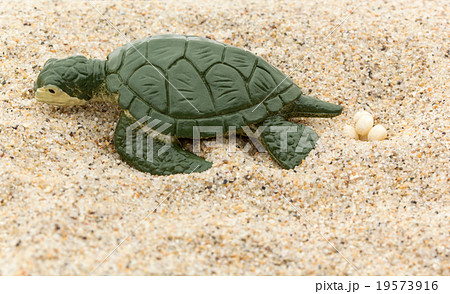 ウミガメの産卵:Sea Turtle laying eggs ウミガメの産卵:Sea Turtle laying eggs 19573916