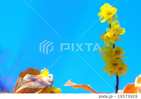 蝋梅の花と青空 蝋梅の花と青空 19573929