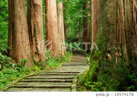 羽黒山 杉の巨木群と参道 羽黒山 杉の巨木群と参道 19574178