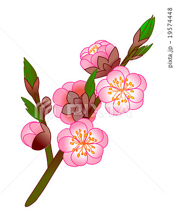桃の花 19574448