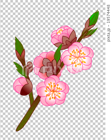 桃の花 19574448