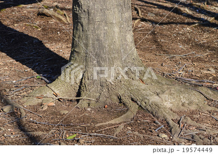 マテバシイ（馬刀葉椎） 19574449