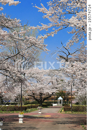 岩瀬牧場の桜 岩瀬牧場の桜 19574714