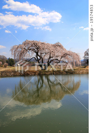 花園しだれ桜 19574853