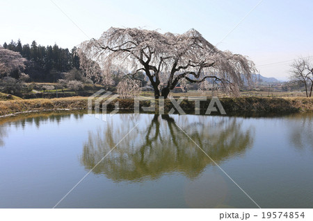 花園しだれ桜 19574854