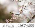桜 19574855