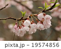 桜 19574856