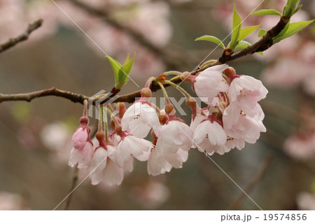 桜 19574856