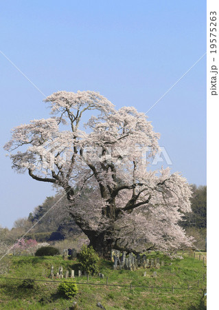 塩の碕大桜 19575263