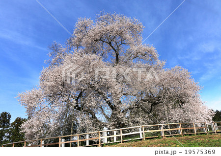 戸津辺の桜 戸津辺の桜 19575369