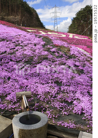 芝桜 19575522