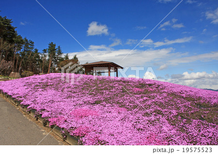 芝桜 19575523