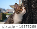 ねこ　こねこ 19576269