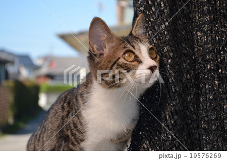 ねこ　こねこ 19576269