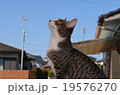 ねこ　こねこ 19576270