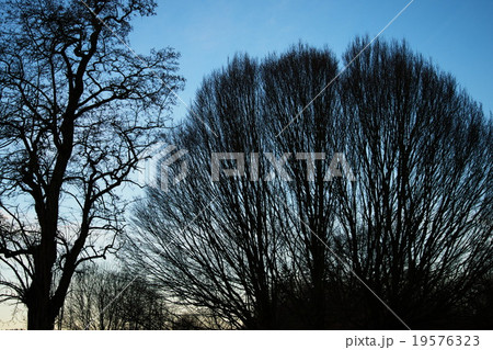 silhouette branch tree on blue sky 19576323