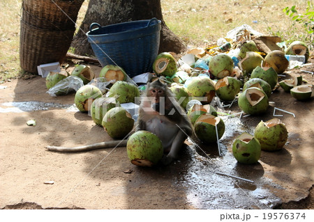 アンコールワット　お土産物屋　やしを食べるおさるさん 19576374