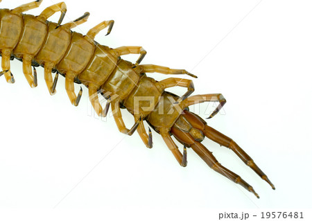 Centipede tail isolated on white background Centipede tail isolated on white background 19576481