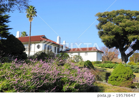 12月花 アメジストセージ シソ科58港の見える丘公園の写真素材