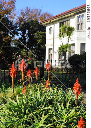 12月花 アロエ・アロエ科10港の見える丘公園 12月花 アロエ・アロエ科10港の見える丘公園 19576648