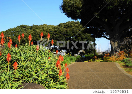 12月花　アロエ・アロエ科13港の見える丘公園 19576651