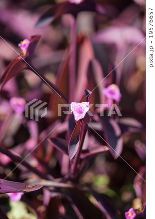 12月花 ムラサキゴテン・ツユクサ科15 12月花 ムラサキゴテン・ツユクサ科15 19576657