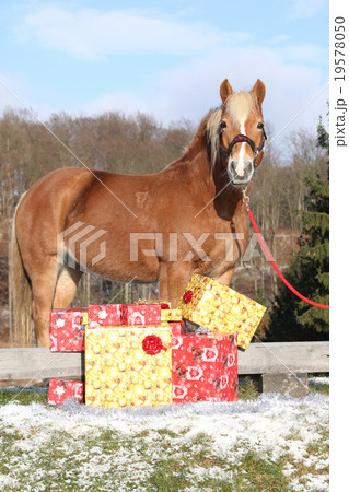 Beautiful horse with christmas gifts 19578050