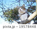 じっと見つめるトラ猫 19578448
