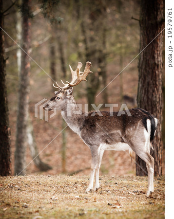 Red deer stag in autumn fall forest 19579761