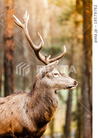 Red deer stag in autumn fall forest 19579762