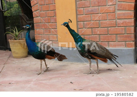 世界遺産ペルーのナスカの地上絵の飛行場にいたクジャク 19580582