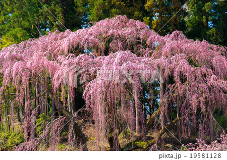 福聚寺の桜(福島県の風景) 福聚寺の桜(福島県の風景) 19581128