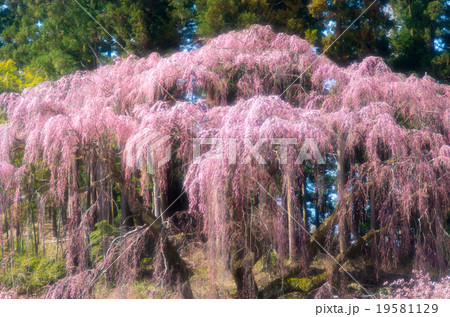 福聚寺の桜(福島県の風景) 福聚寺の桜(福島県の風景) 19581129
