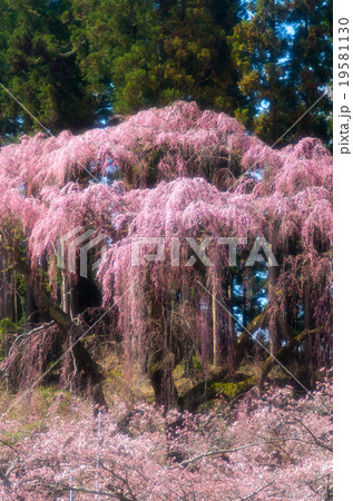 福聚寺の桜(福島県の風景) 福聚寺の桜(福島県の風景) 19581130