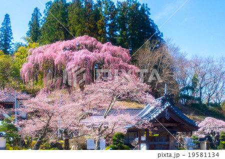 福聚寺の桜(福島県の風景) 福聚寺の桜(福島県の風景) 19581134
