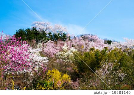 花見山公園(福島県の風景) 花見山公園(福島県の風景) 19581140