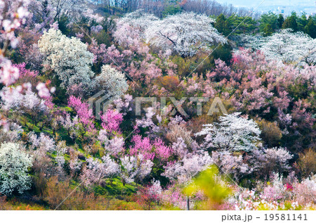 花見山公園（福島県の風景） 19581141