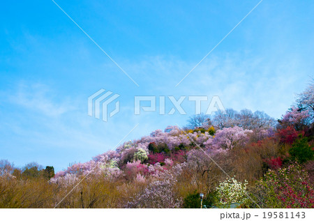 花見山公園（福島県の風景） 19581143