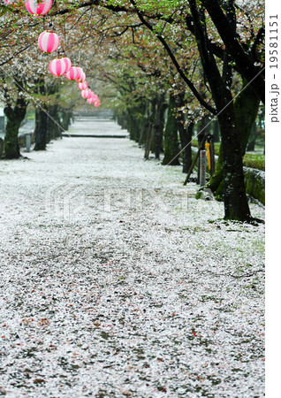 桜 桜 19581151