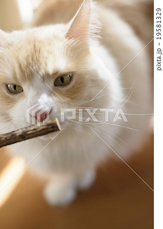 マタタビで遊ぶ猫 19581329