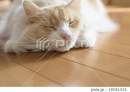 マタタビに酔う猫の顔 マタタビに酔う猫の顔 19581333