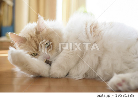 マタタビで遊ぶ猫 19581338