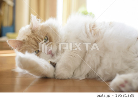 マタタビで遊ぶ猫 マタタビで遊ぶ猫 19581339