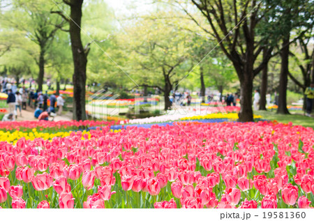 昭和記念公園のチューリップ(東京都の風景) 昭和記念公園のチューリップ(東京都の風景) 19581360
