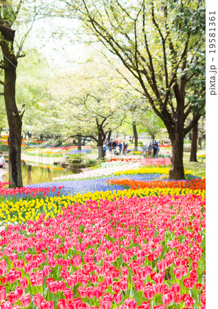 昭和記念公園のチューリップ 東京都の風景 の写真素材